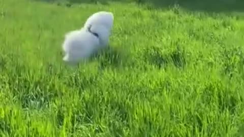 Lovely Dog