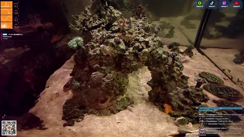 24/7 Real Live Reef Stream