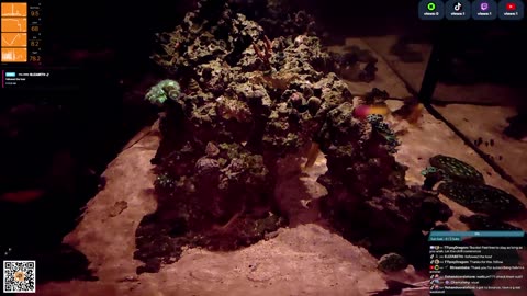 24/7 Real Live Reef Stream