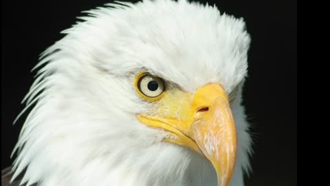The Eagle Quiz
