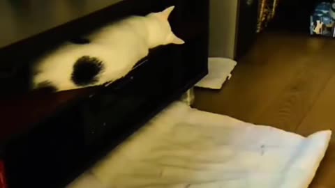 Funny animals - funny cats 😅