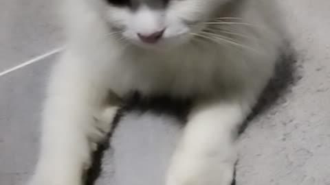 Cat animal funny cute