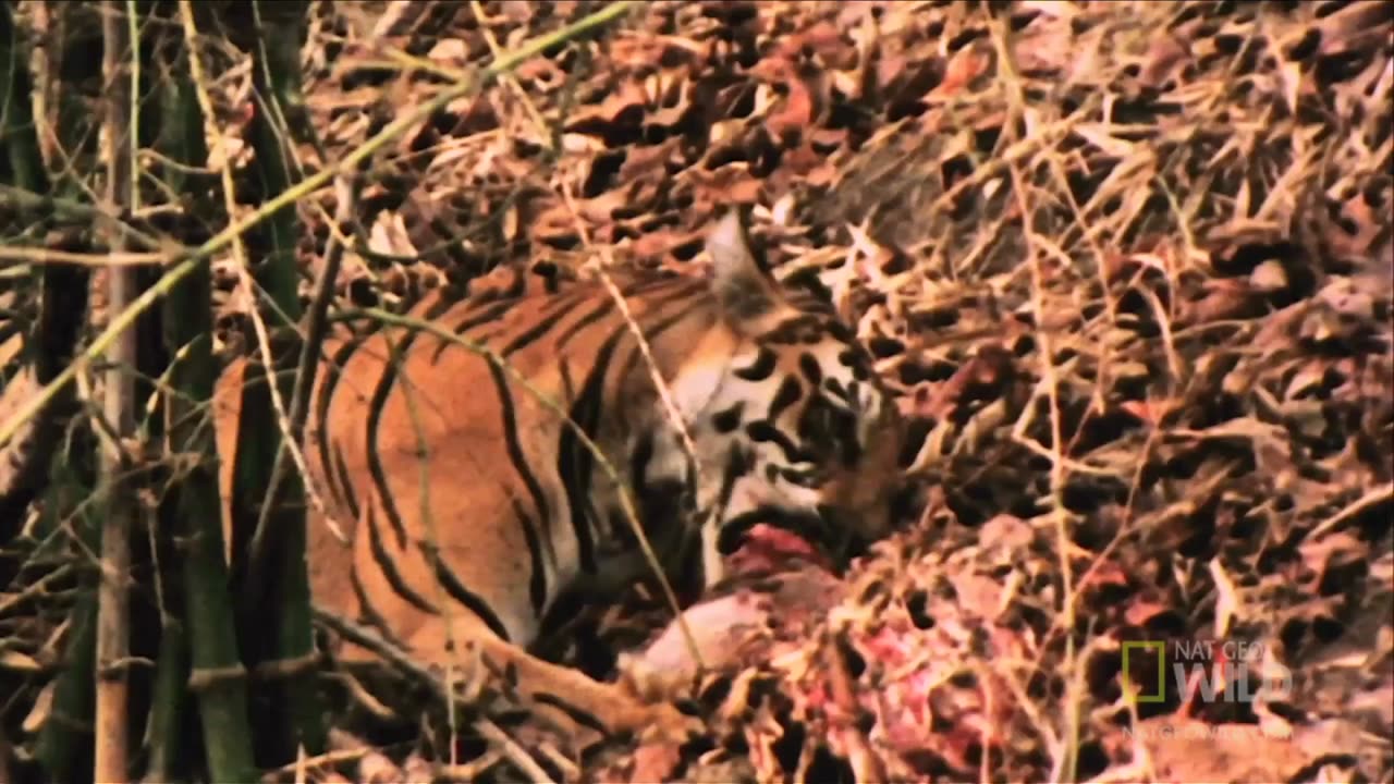 Tiger vs Deer