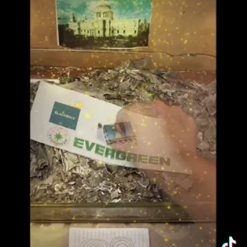 Tim Rifat TikTok Videos