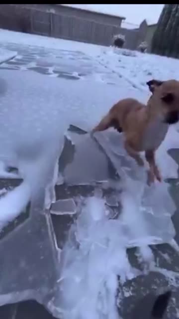Frozen dog
