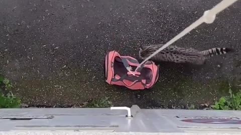 Cat Lift
