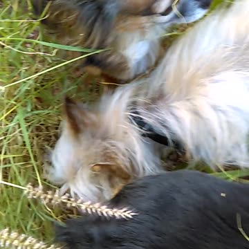 Blue Ozzyta Villanova back alley by wash of our Stella house Probably ~2016-2017 VIDEO0039