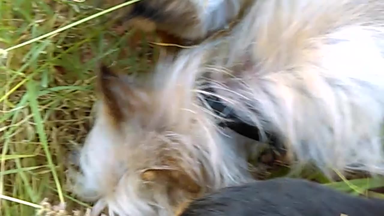Blue Ozzyta Villanova back alley by wash of our Stella house Probably ~2016-2017 VIDEO0039