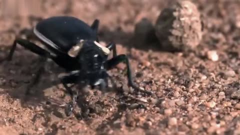 Bombardier Beetle Sprays Acid From Its Rear