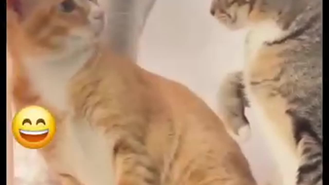 Funny cat