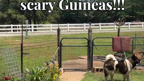 Matsu keeping us safe from those scary Guineas