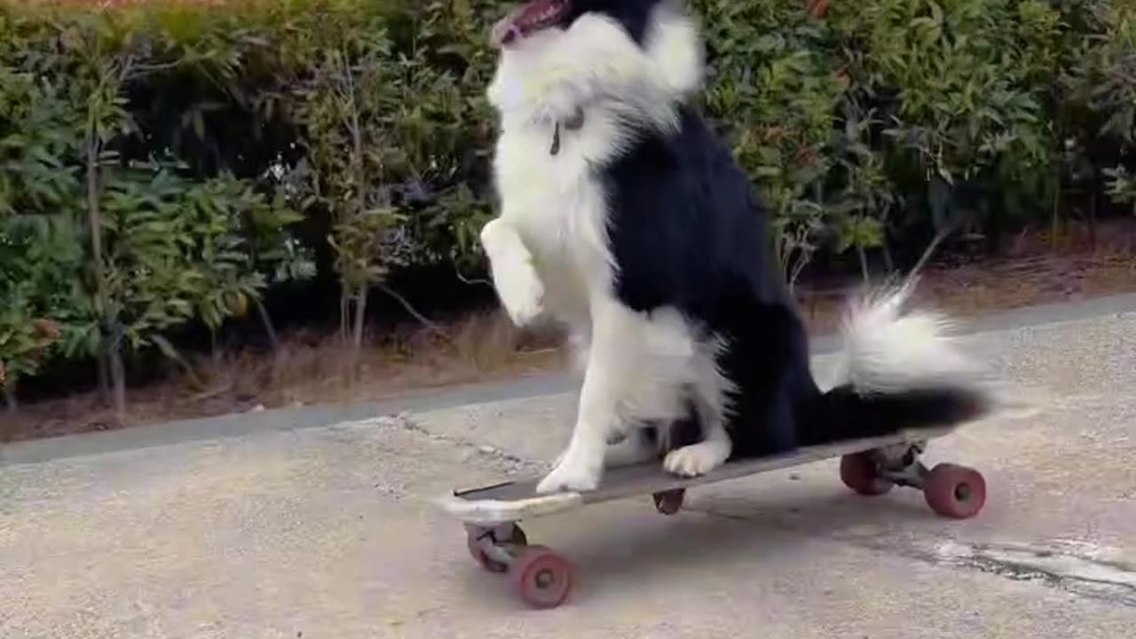 Skateboarding Doggy