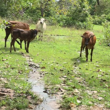 Peaceful Life in the Countryside 🐄🌿 | Cows Grazing in Nature #shorts #cow #comedy