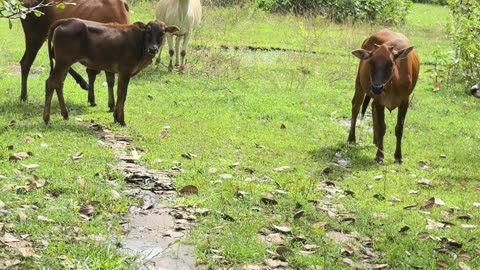 Peaceful Life in the Countryside 🐄🌿 | Cows Grazing in Nature #shorts #cow #comedy