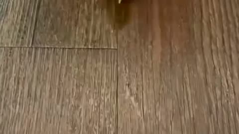 Lucky