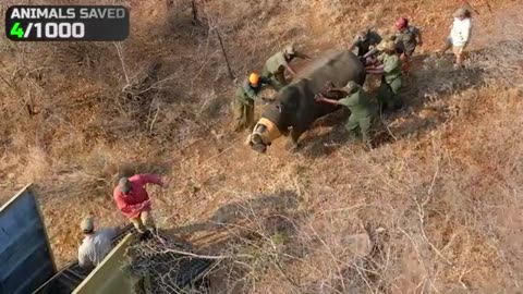 I Saved 1,000 Animals From Dying