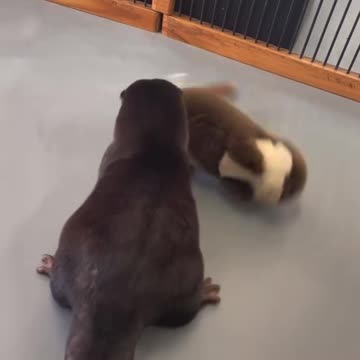 Playful otter