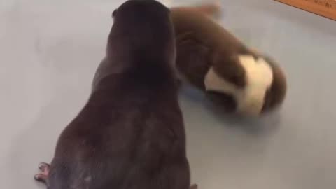 Playful otter