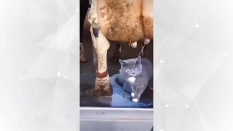 Funniest dog and cat 🐶🐈