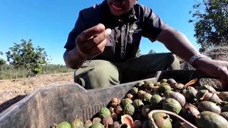 South African macadamia farmers eye new markets after US tariff jolt