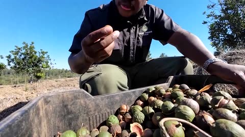 South African macadamia farmers eye new markets after US tariff jolt