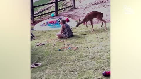 ADORABLE_Baby_Animal_Videos___20__Minutes_Of_Cute_Baby_Animals2