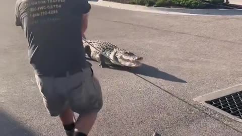 Florida officers caught a 10-foot alligator outside a 7-Eleven in Sarasota on Tuesday.