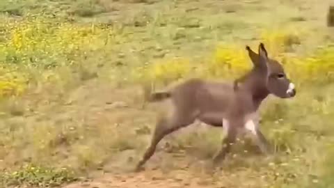 Beautiful Animals Evolution #animaljourney #animaltransformation #beautifulnature