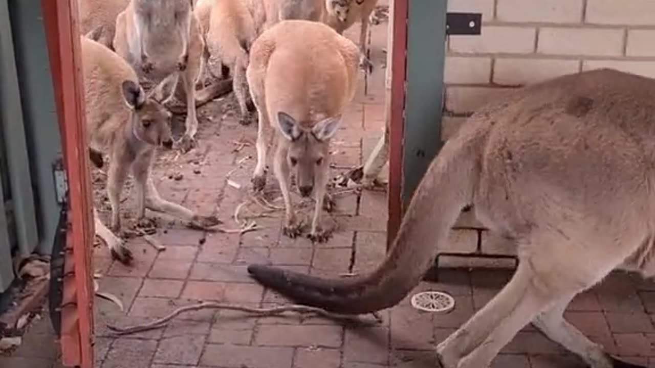 Kangaroos coming into pub | only in Australia 🇦🇺
