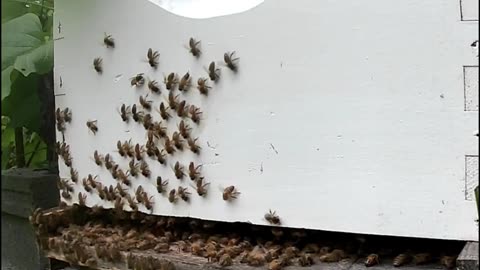 Bees on a Thursday Morning at Sunrise