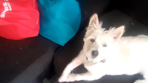 dog