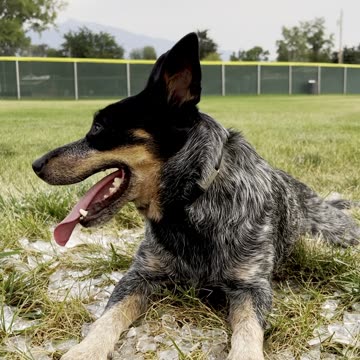 coolin off in the ice 29084290842