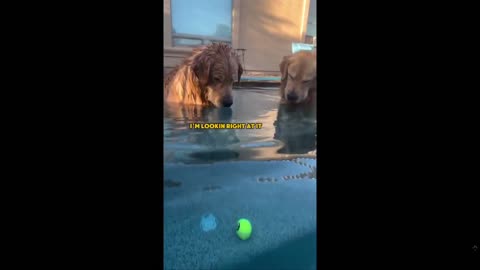 Quick Smile clip of the day: What the dogs are thinking....lol - love these