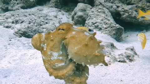 Shape and Colour Shifting Octopus