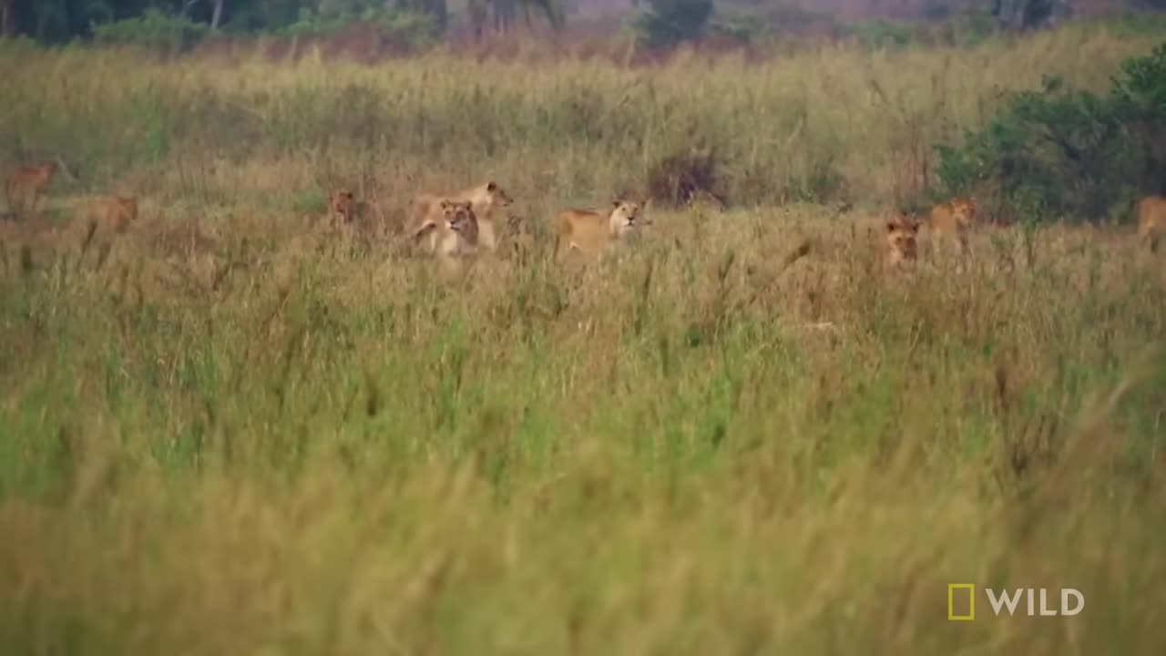 animals