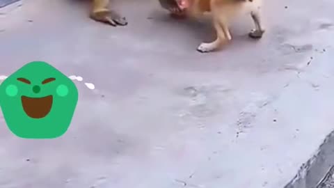 Animal Funny shorts Video | dog fight vs big monkey | #shorts