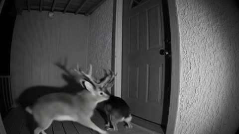 Shocking 4K Footage: Midnight Doorbell Mystery!
