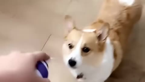 Funny Dog