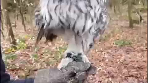 Beautiful bird