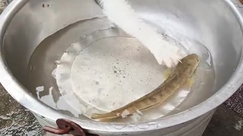 Funny Cats For Fun