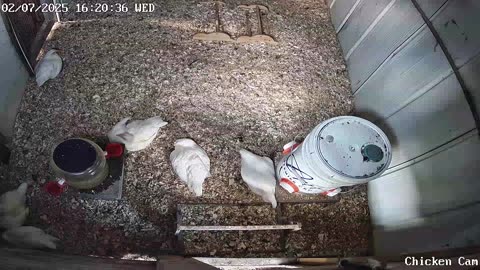 Millar Time Chicken Cam