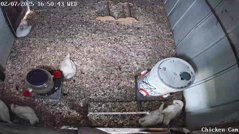 Millar Time Chicken Cam