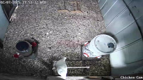 Millar Time Chicken Cam