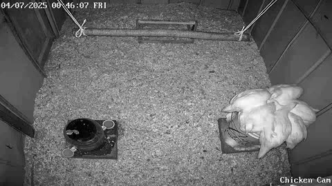 Millar Time Chicken Cam