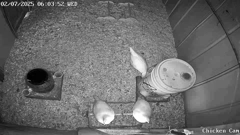 Millar Time Chicken Cam