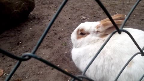 SUPERCUTE BUNNY 🐰 👑 👨‍👩‍👧‍👦