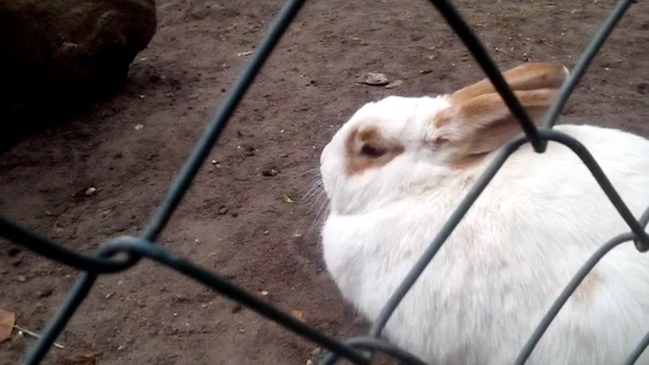 SUPERCUTE BUNNY 🐰 👑 👨‍👩‍👧‍👦
