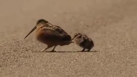 😂🐦 Funny American Woodcock Dance! | FunFM