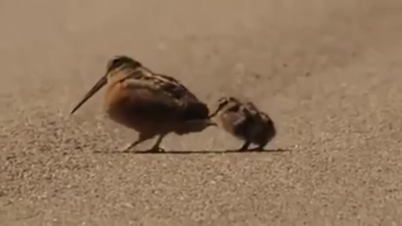 😂🐦 Funny American Woodcock Dance! | FunFM