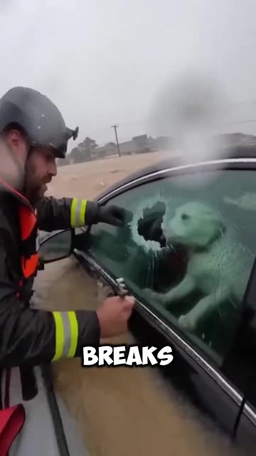 Dog stuck in a sinking car